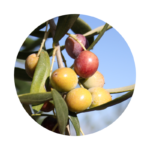Arbequina - Imagen 8